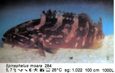 Epinephelus moara